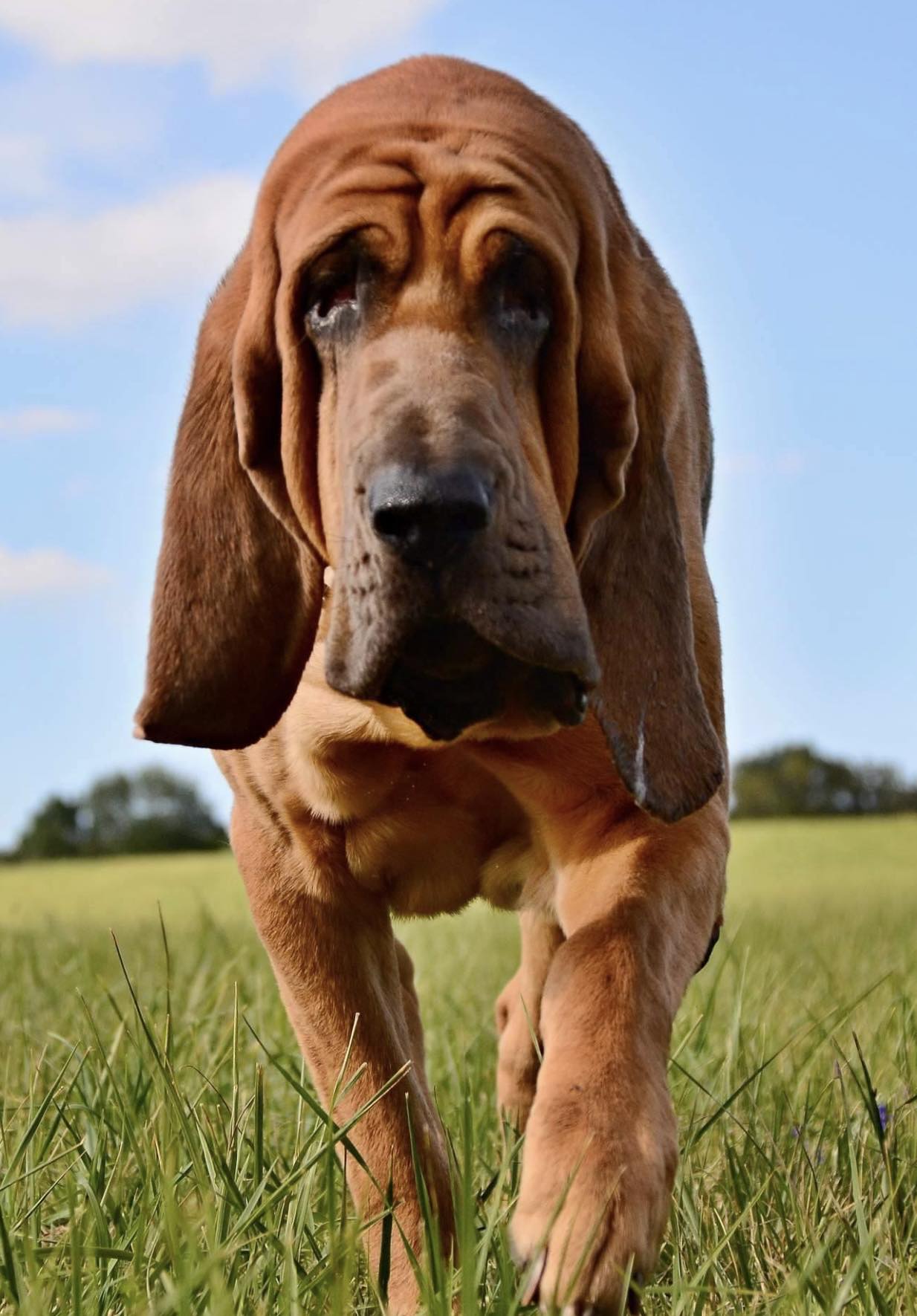 Kerberos Iseb "HUGO"